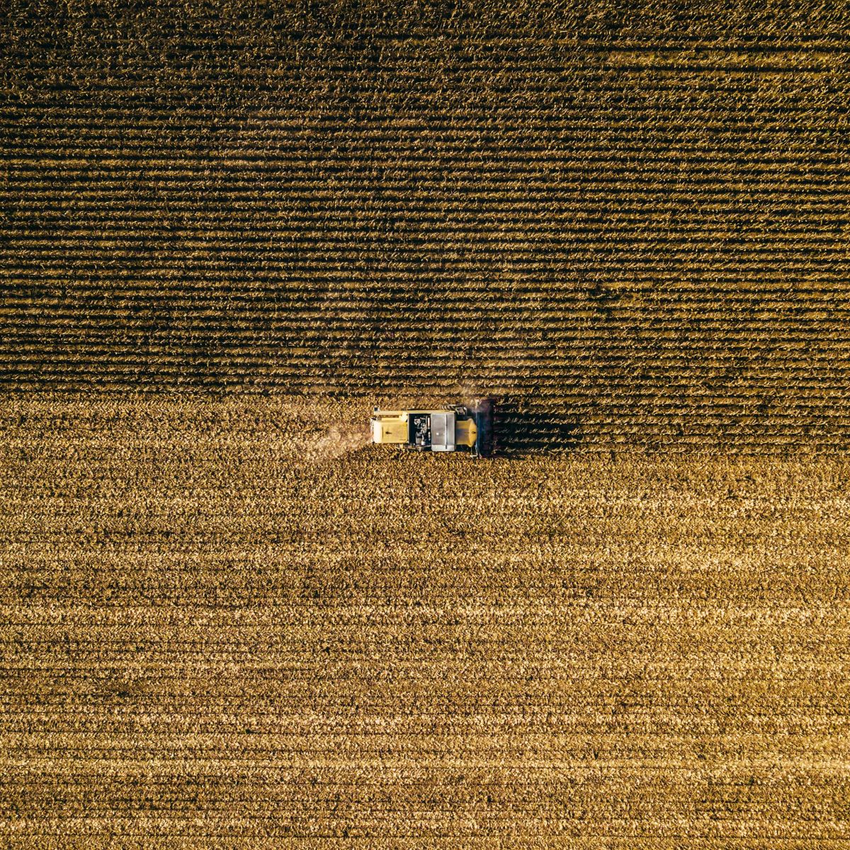 Harvesting wheat by Bence Balla-Schottner via Unsplash